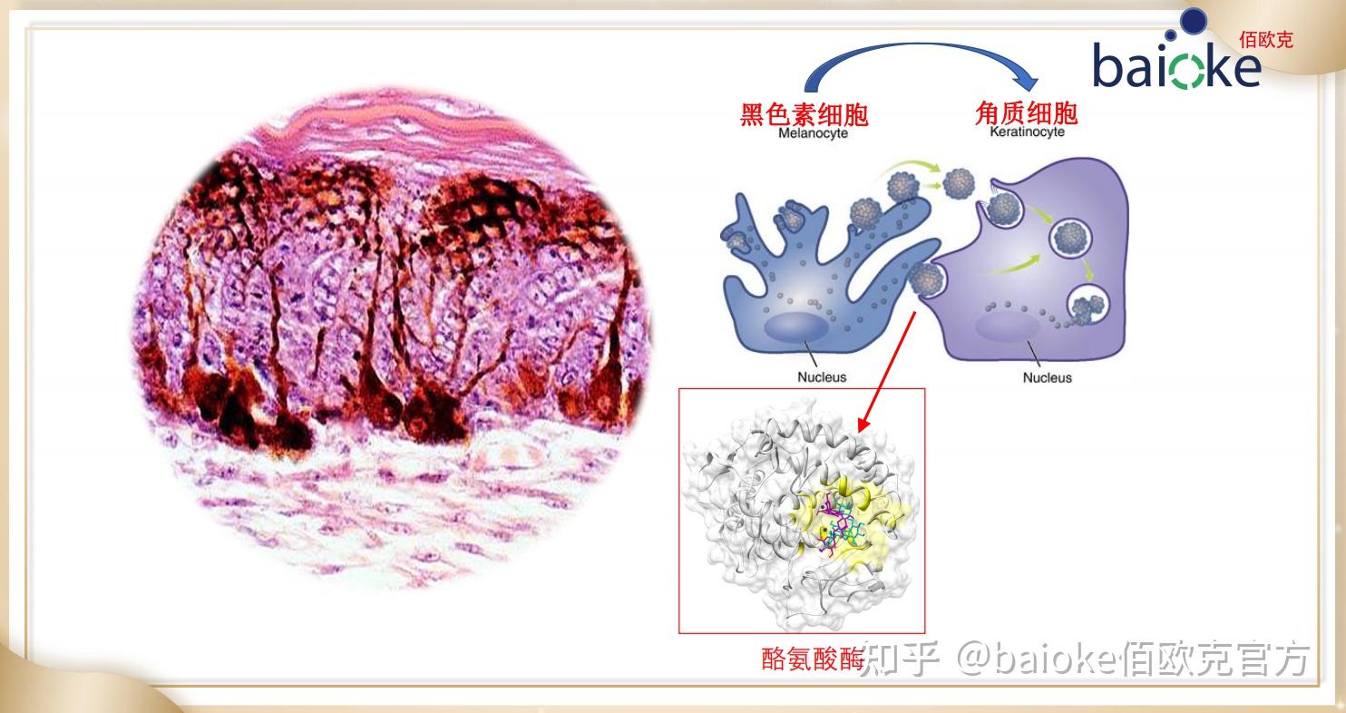 酪氨酸酶——黑色素“元凶” 知乎