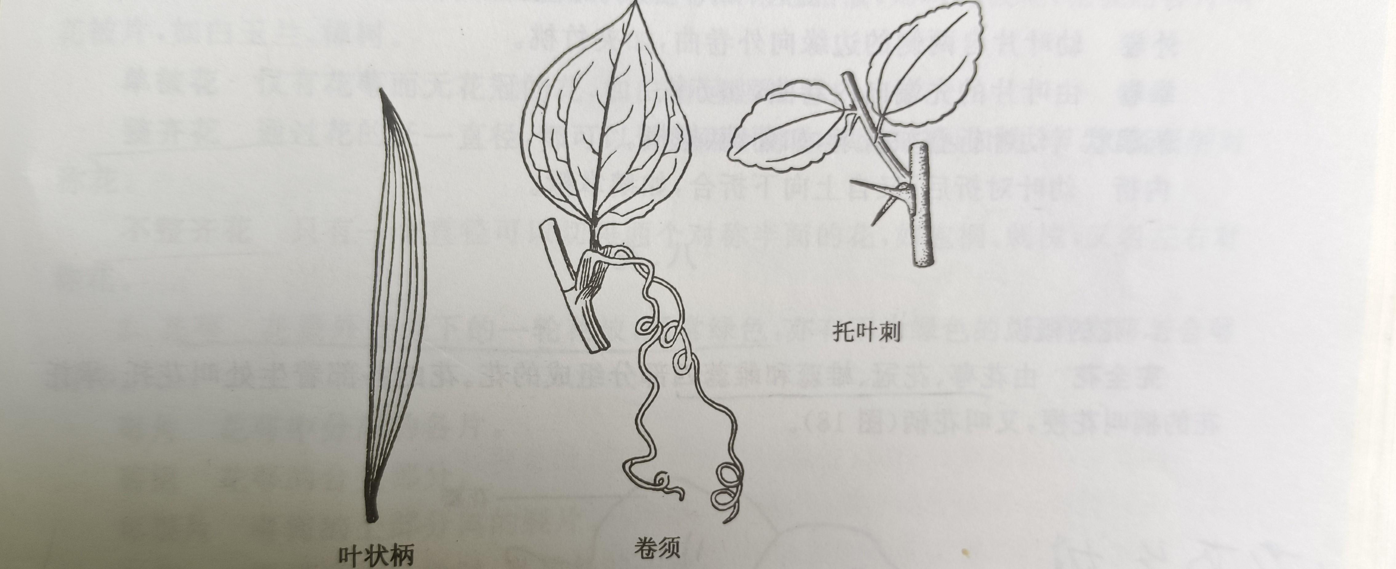 树叶leaf的构造 - 知乎