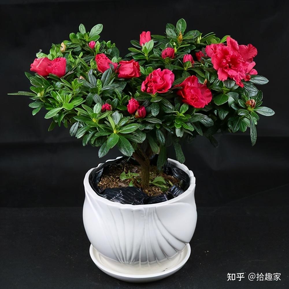 逢年过节家里客厅摆上这5盆花寓意吉祥好兆头过好年