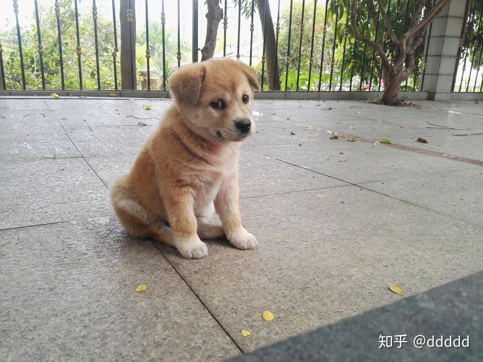 正宗的中华田园犬到底长什么样