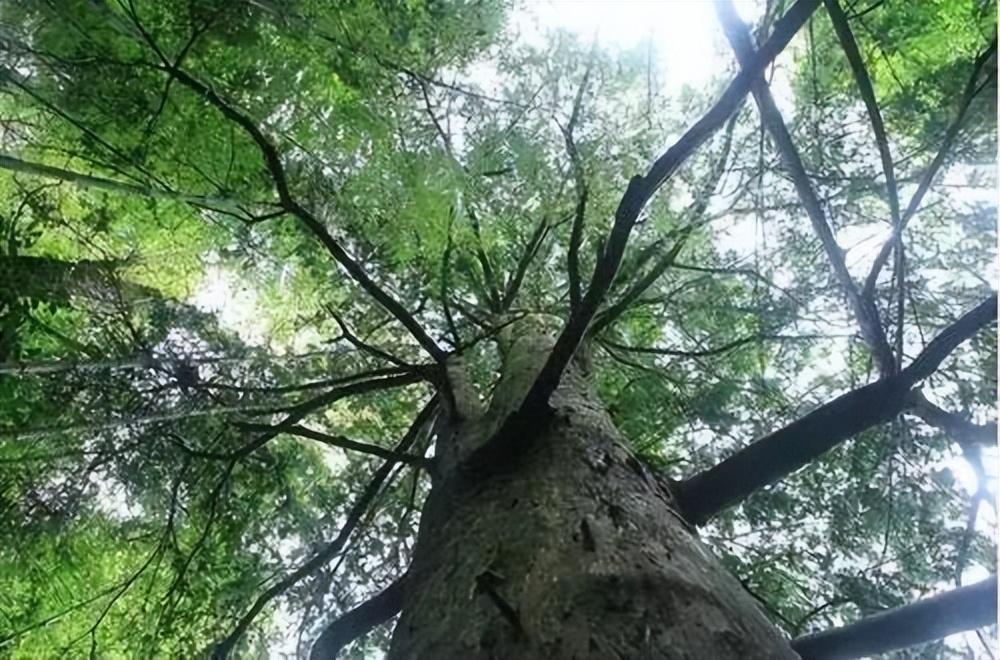 为何中国坚持引进轻木,一年窜7米的世界最轻树的种植秘密!