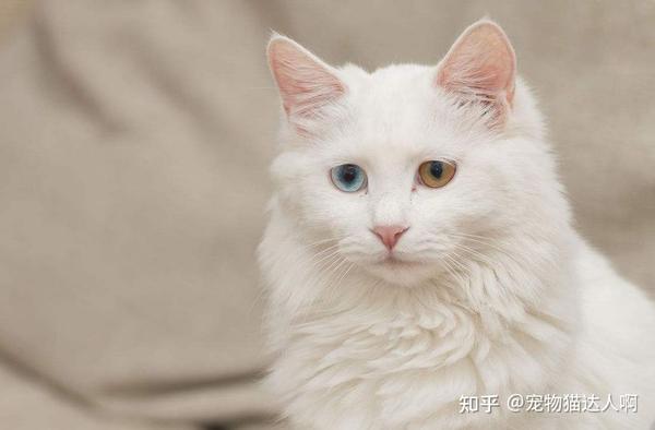 狮子猫的“优缺点”分析,你确定适合养它? - 知乎