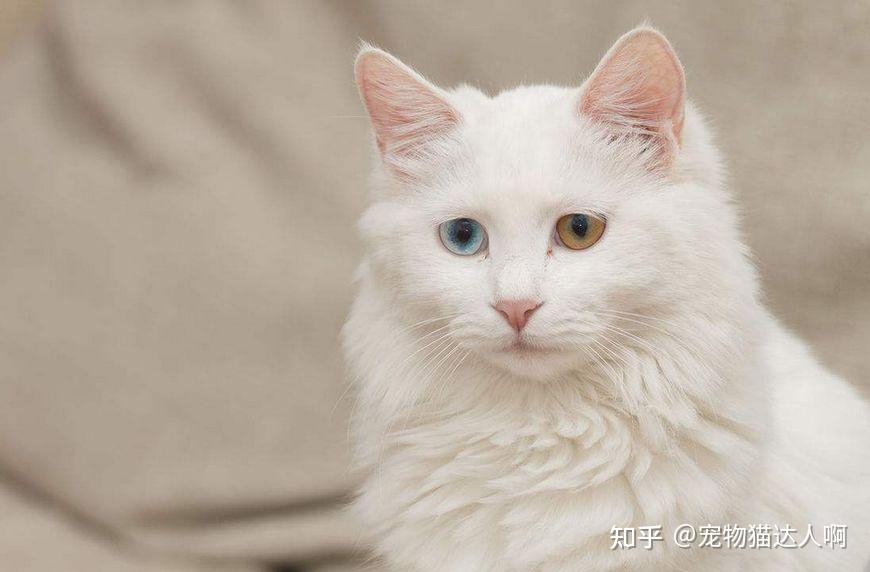 狮子猫的“优缺点”分析,你确定适合养它? - 知乎