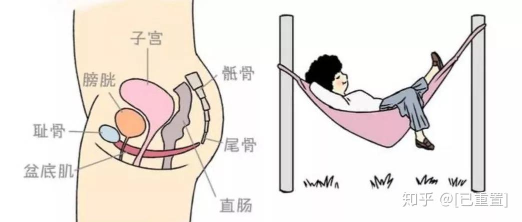骨盆器官包括阴道,子宫,膀胱,尿道和直肠.