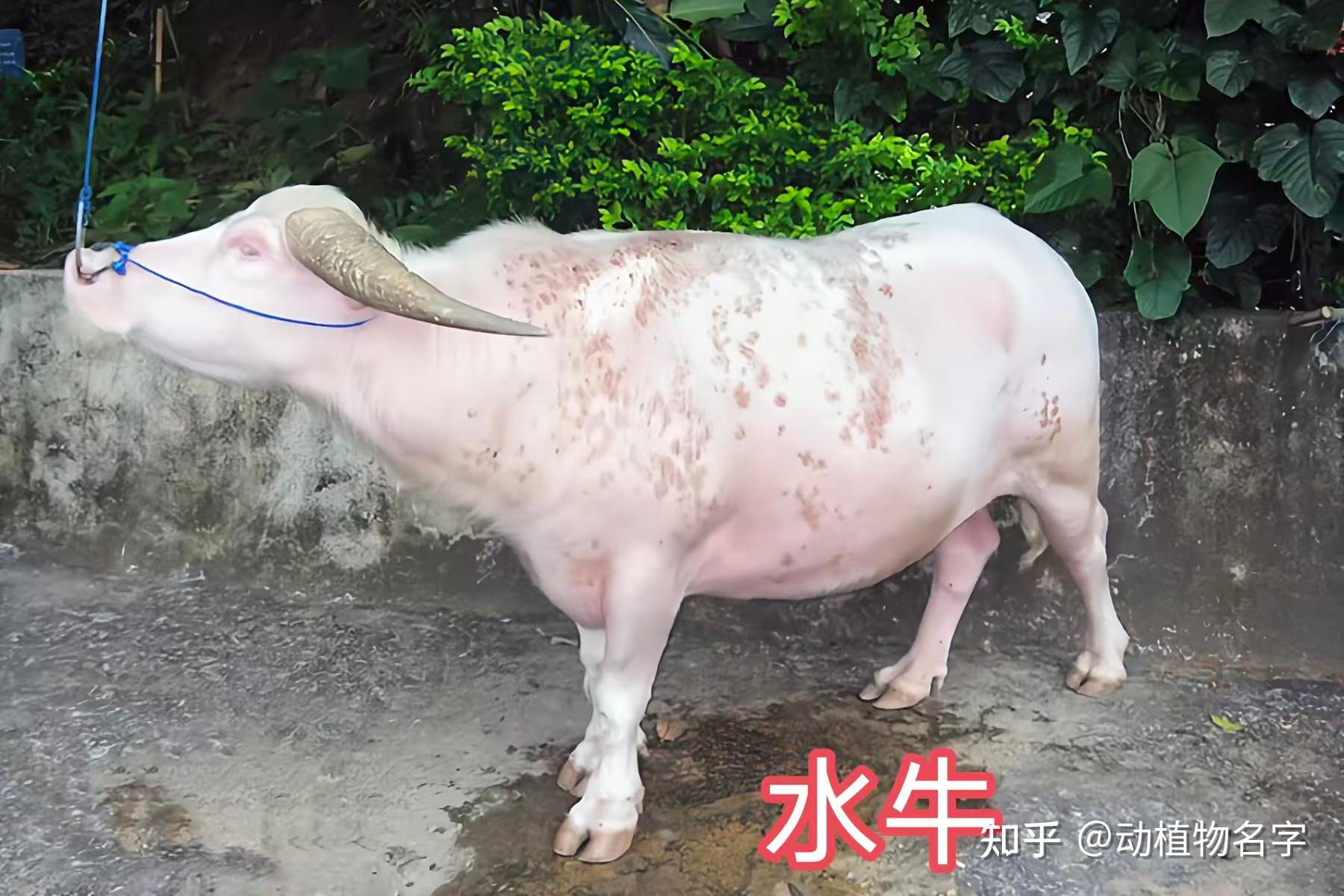 我国明确的33类禽畜是哪些,99图带你了解它们 - 知乎