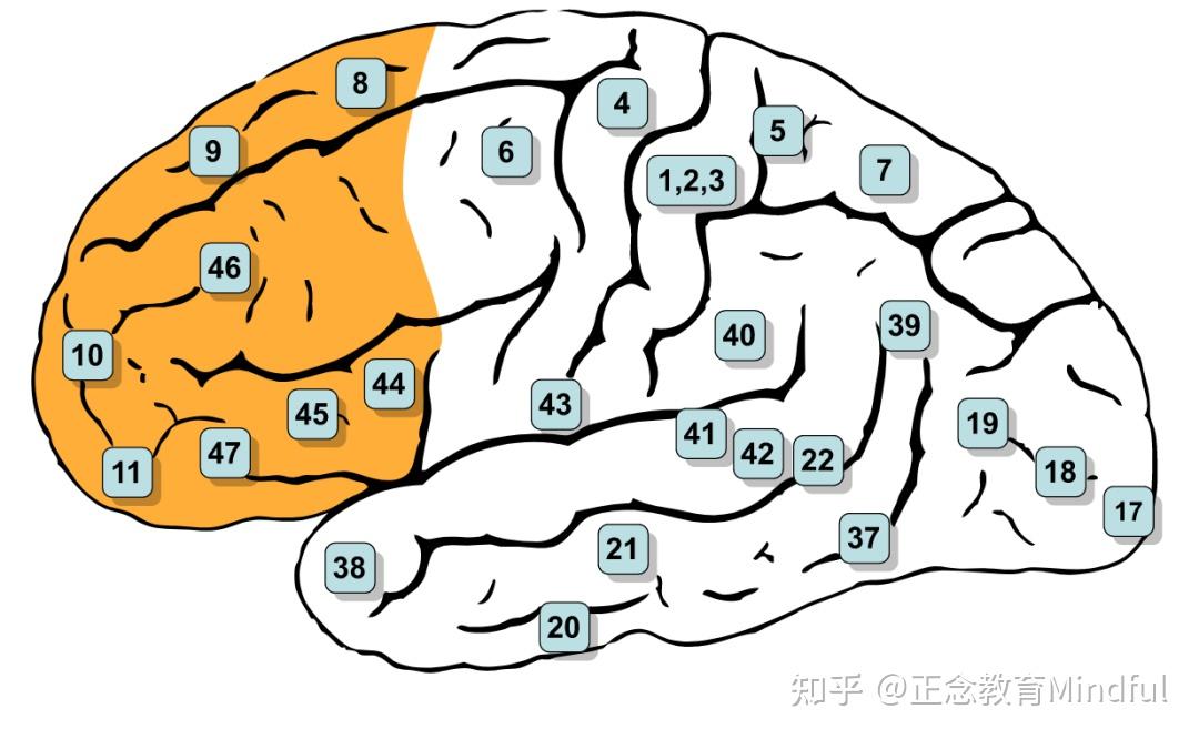 认识大脑,人生中重要的一课 | mindup学习心得 - 知乎