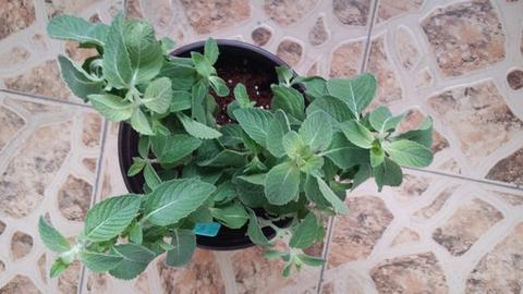 请问这是薄荷吗?