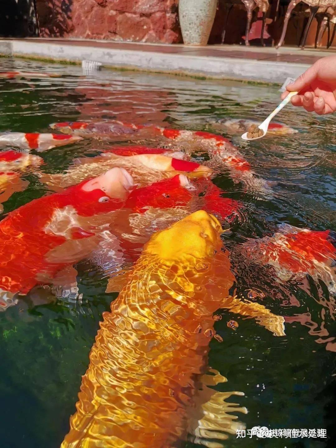 锦鲤鱼池水质好坏的重要标准溶氧量