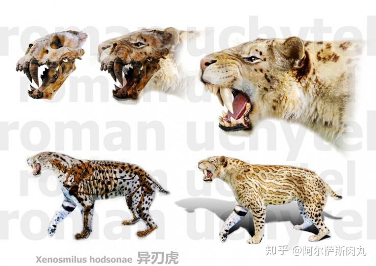 riseofmammals丨兽族崛起6剑齿风云录寒光