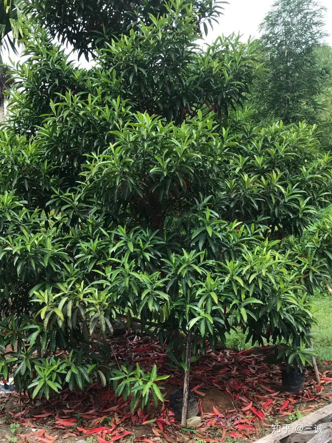 今年5月份的一天,我正在尼泊尔的凤眼山上,等着凤眼下树.