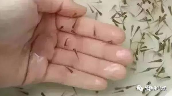 短鲷亲鱼分缸_南美短鲷缸造景_短鲷缸