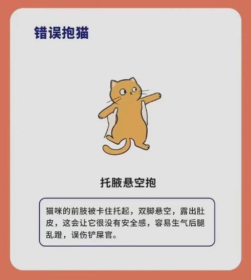 抱猫咪的正确姿势:三种正确的抱猫方式和三种千万不要做的方式