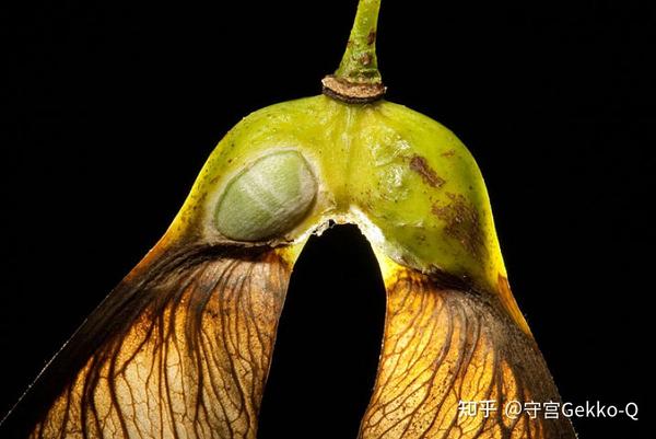 论飞行,植物种子才是专业的 - 知乎