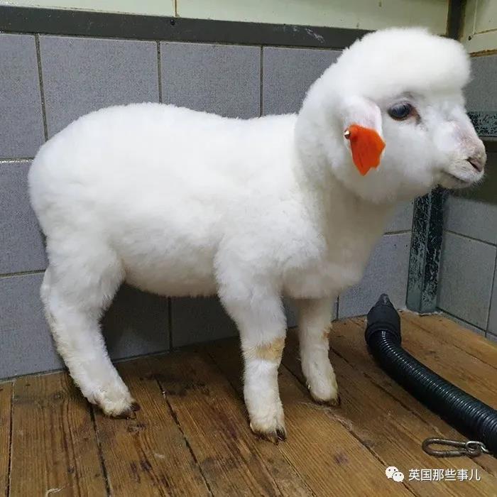 咩咩爱好者天堂首尔这家羊咖全是白胖软萌的小绵羊任撸
