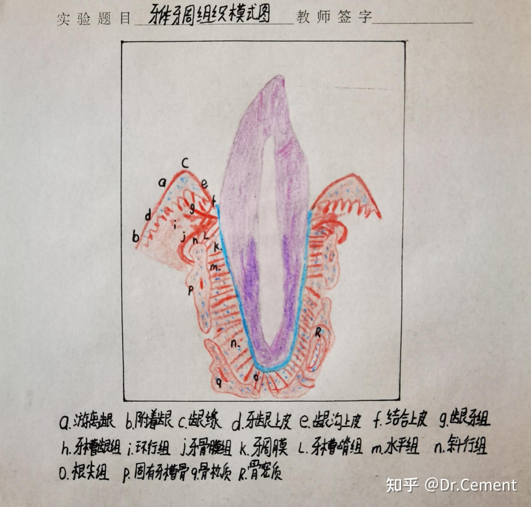 医学生红蓝铅笔绘图组织胚胎学病理学口腔组织病理学持续更新中