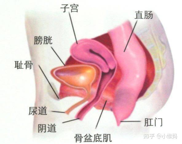 女性尿道下垂图片