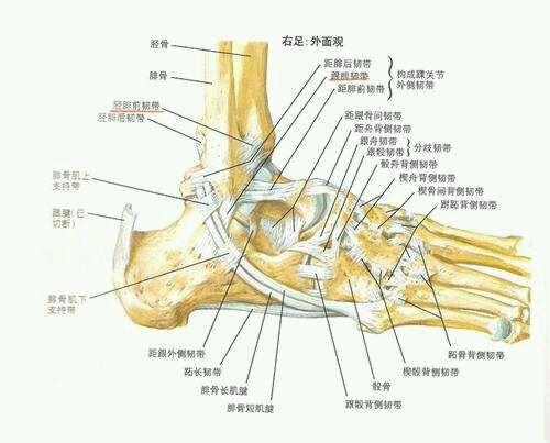 起于内踝,向下呈扇形止于足舟骨,距骨内侧和跟骨的载距突,内侧副韧带