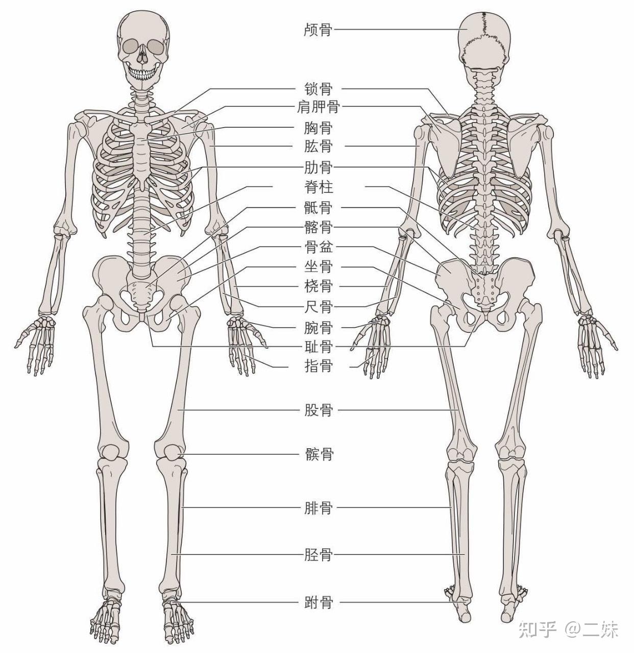 骨骼会为身体提供结构支撑,充当允许身体节段和关节运动的杠杆系统