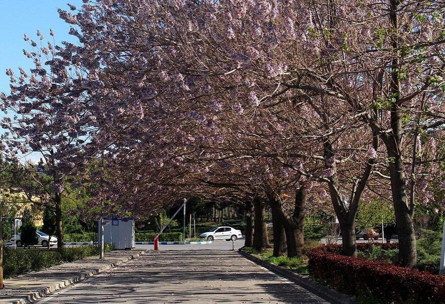 我的母校菲尔多西大学ferdowsiuniversityofmashhad