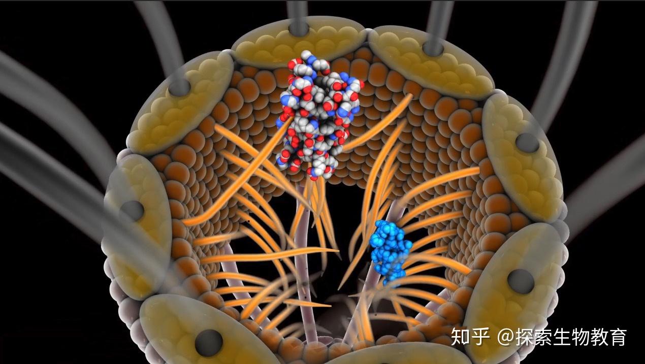 核孔到底是什么?它的原理是什么? - 知乎