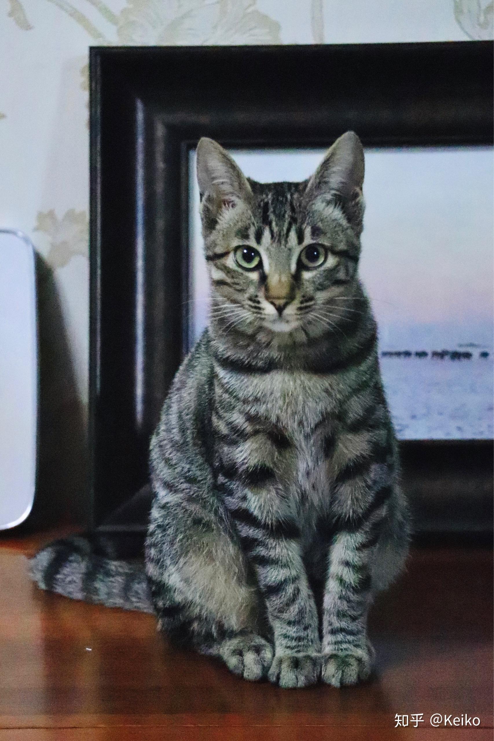 狸花猫的颜值有多高