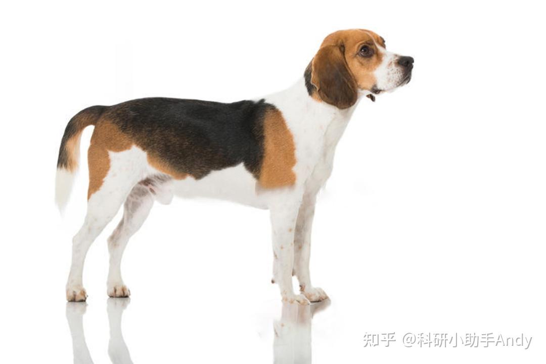 Beagle犬在科研、药物临床前领域的应用 - 知乎