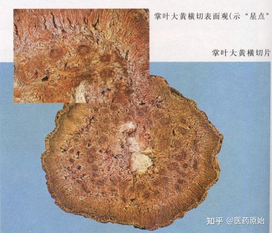 饮片掌叶大黄药材大黄性状鉴别三种大黄图片【性状】本品呈类圆柱形