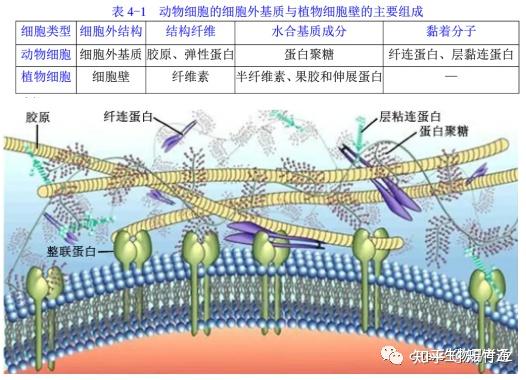 细胞生物学高频考点(四)之细胞外基质内容及思维导图 - 知乎