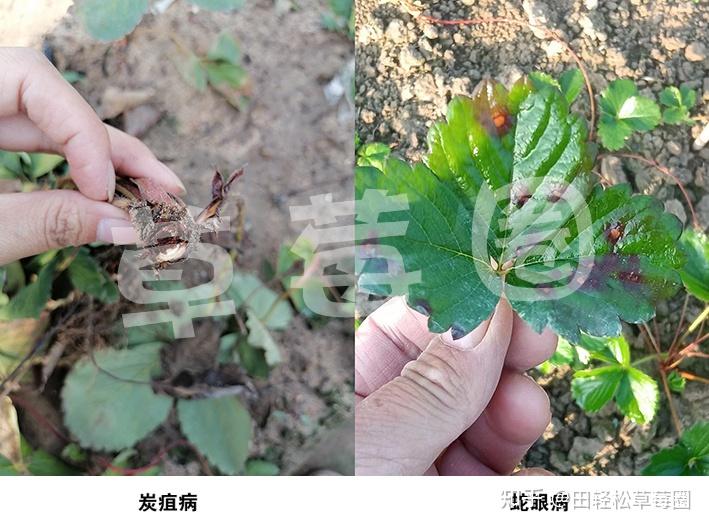 草莓病害多草莓圈告诉你如何正确识别各种病害