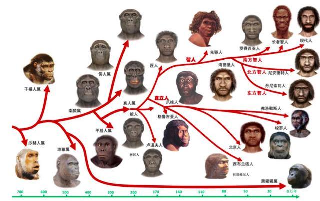 人类和猩猩的基因十分相似,这是因为人类和猩猩拥有共同的祖先