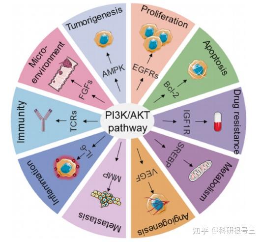 PI3K-Akt信号通路深度解读：激活/组成/通路串联/通路检测…… - 知乎