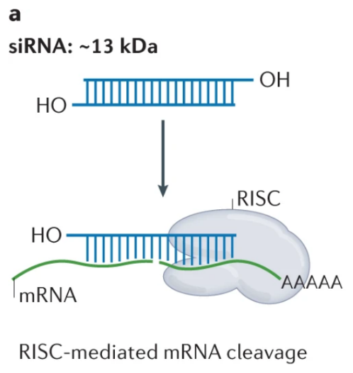 Sirna T Nat. Rev. Genet. | Drug delivery systems for RNA therapeutics - 知乎