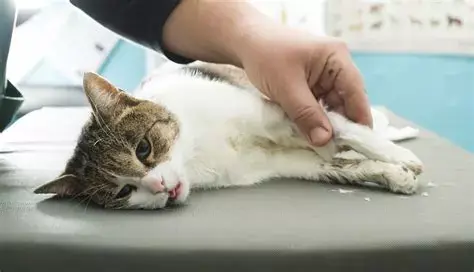 看起来很健康的猫竟猝死 9大致命原因一定要警惕 知乎