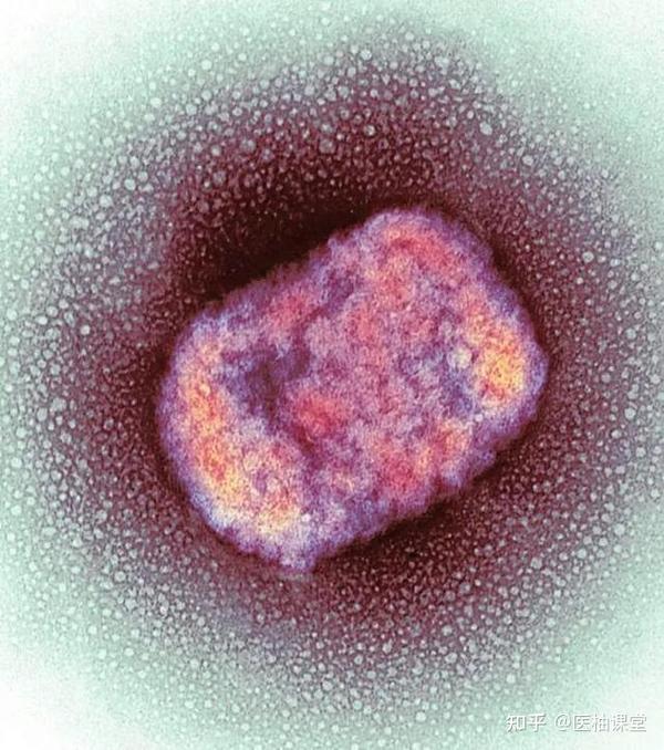 胳膊上的“花”是预防天花的吗?猴痘、牛痘、天花、水痘有何区别? - 知乎