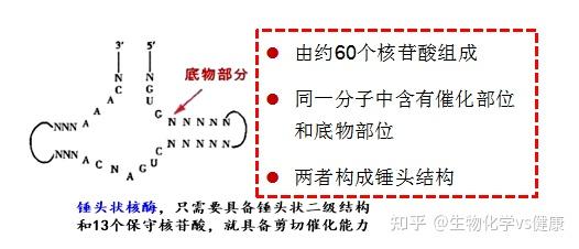 生化小故事---核酶的发现 - 知乎