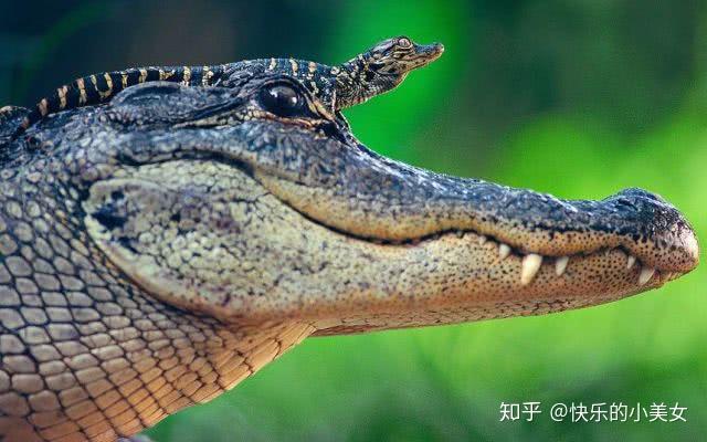 鳄肌源鳄鱼的脂肪原来是这样的