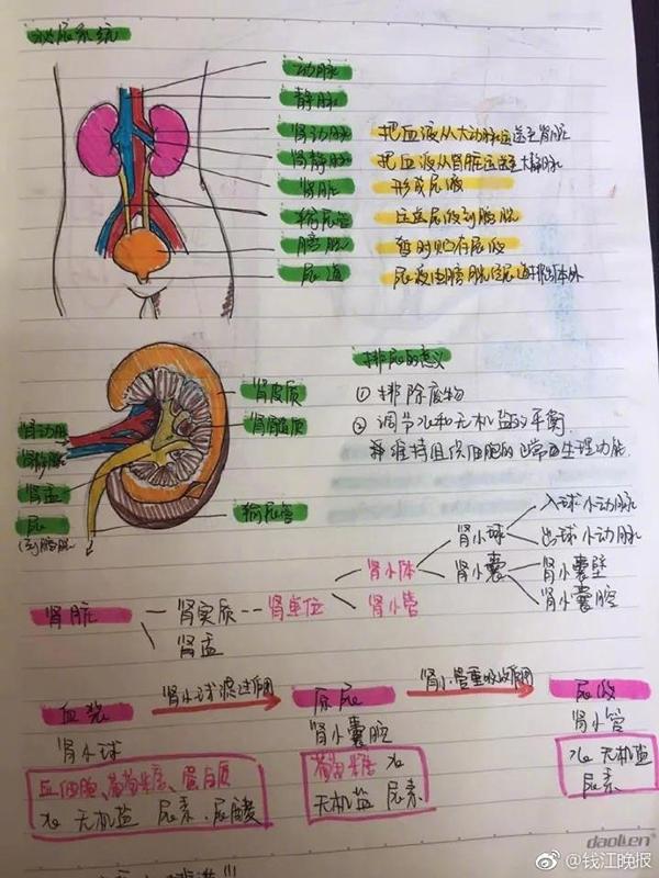 中学女生把科学笔记整理成绘本