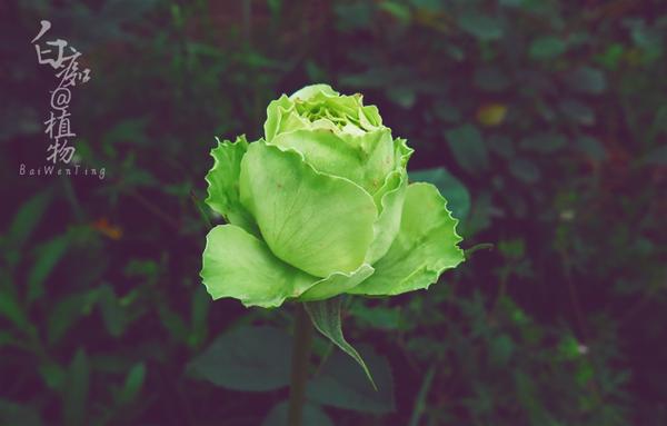 月季花各部分的名称 月季的别称雅称 月季花在古代的别称