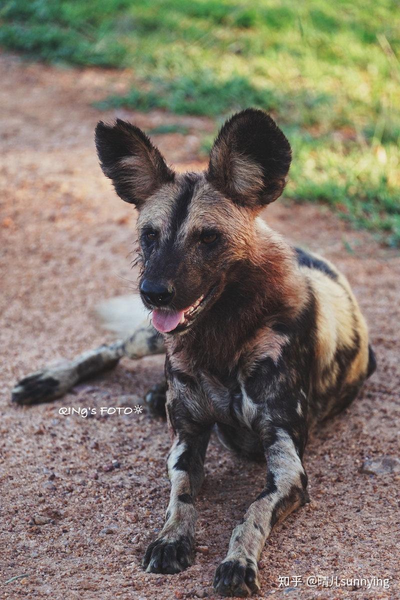 人类星球,即是动物星球 - 知乎
