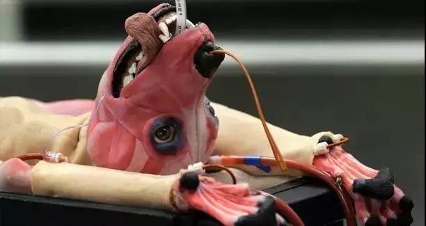 我是一只实验犬你还爱我吗