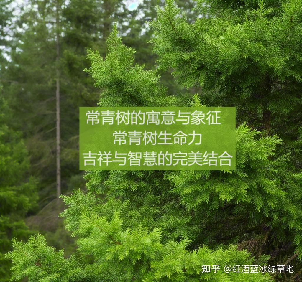 常青树的寓意与象征 常青树：生命力、吉祥与智慧的完美结合 - 知乎