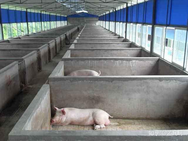 公猪舍:对于小型养殖场,如果近处可以购得精液的前提下,我认为饲养