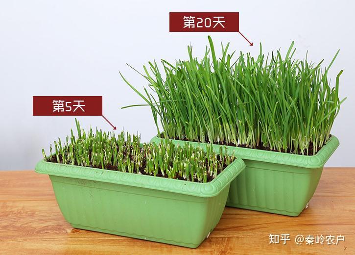 山东大叔桶装韭菜,10天1茬每次割1斤循环收购赚钱快,不一样 - 知乎