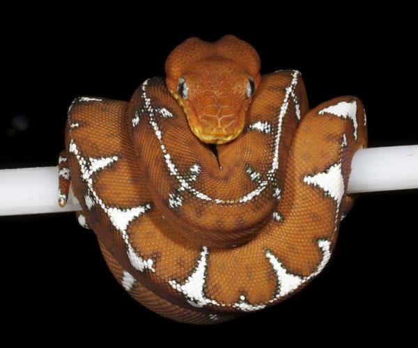 蟒蚺绿树蟒翡翠树蚺moreliaviridiscoralluscaninus