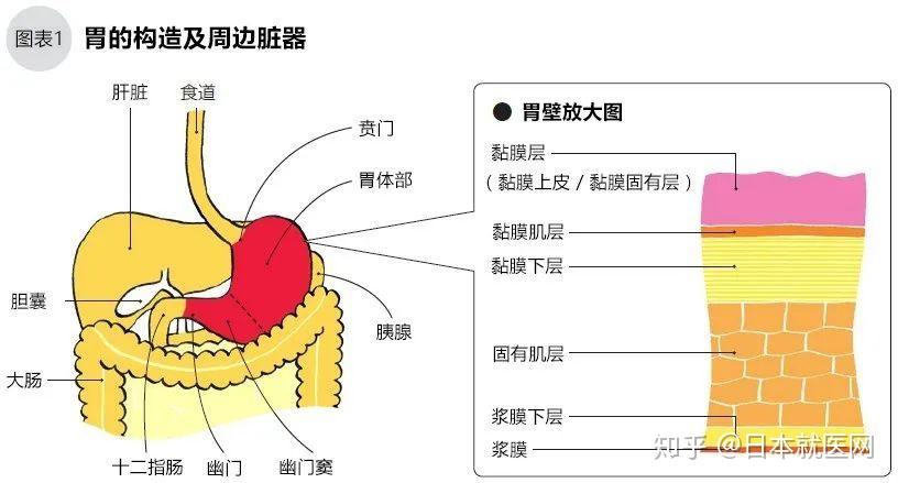 胃壁厚度图片