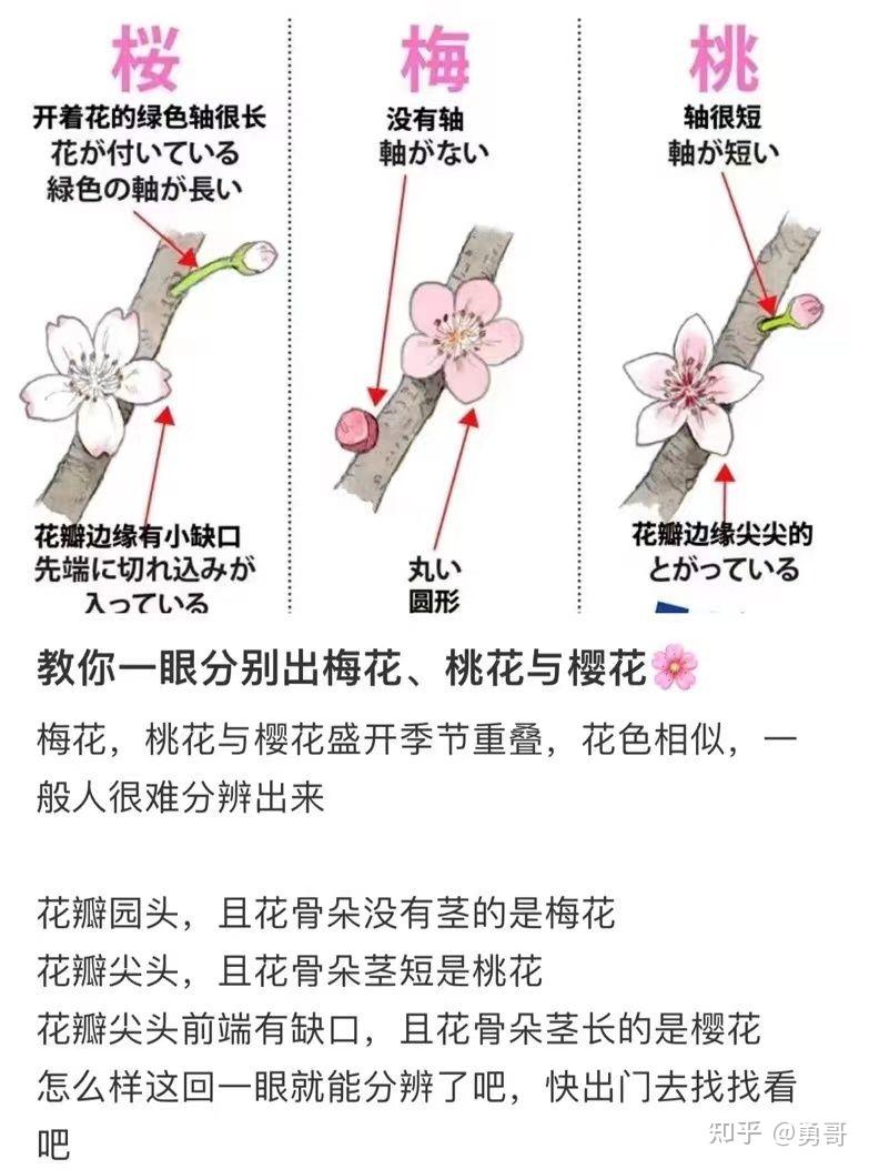 教你一眼分辨梅花桃花与樱花