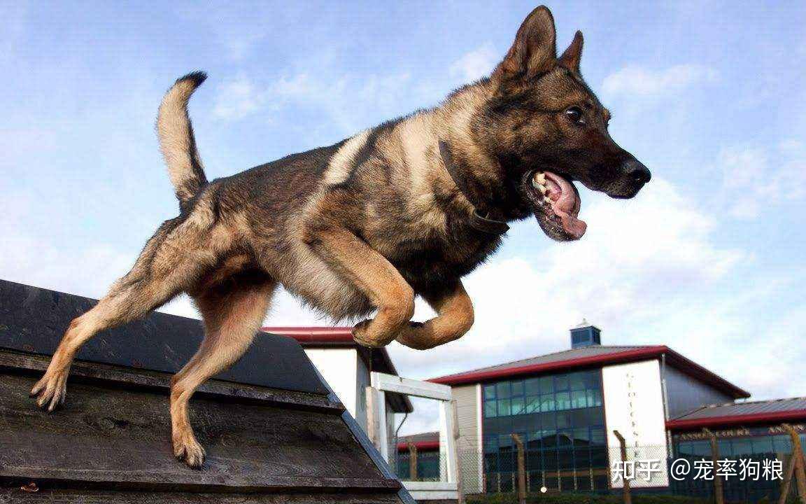 明犬 zhuanlan.zhihu.com