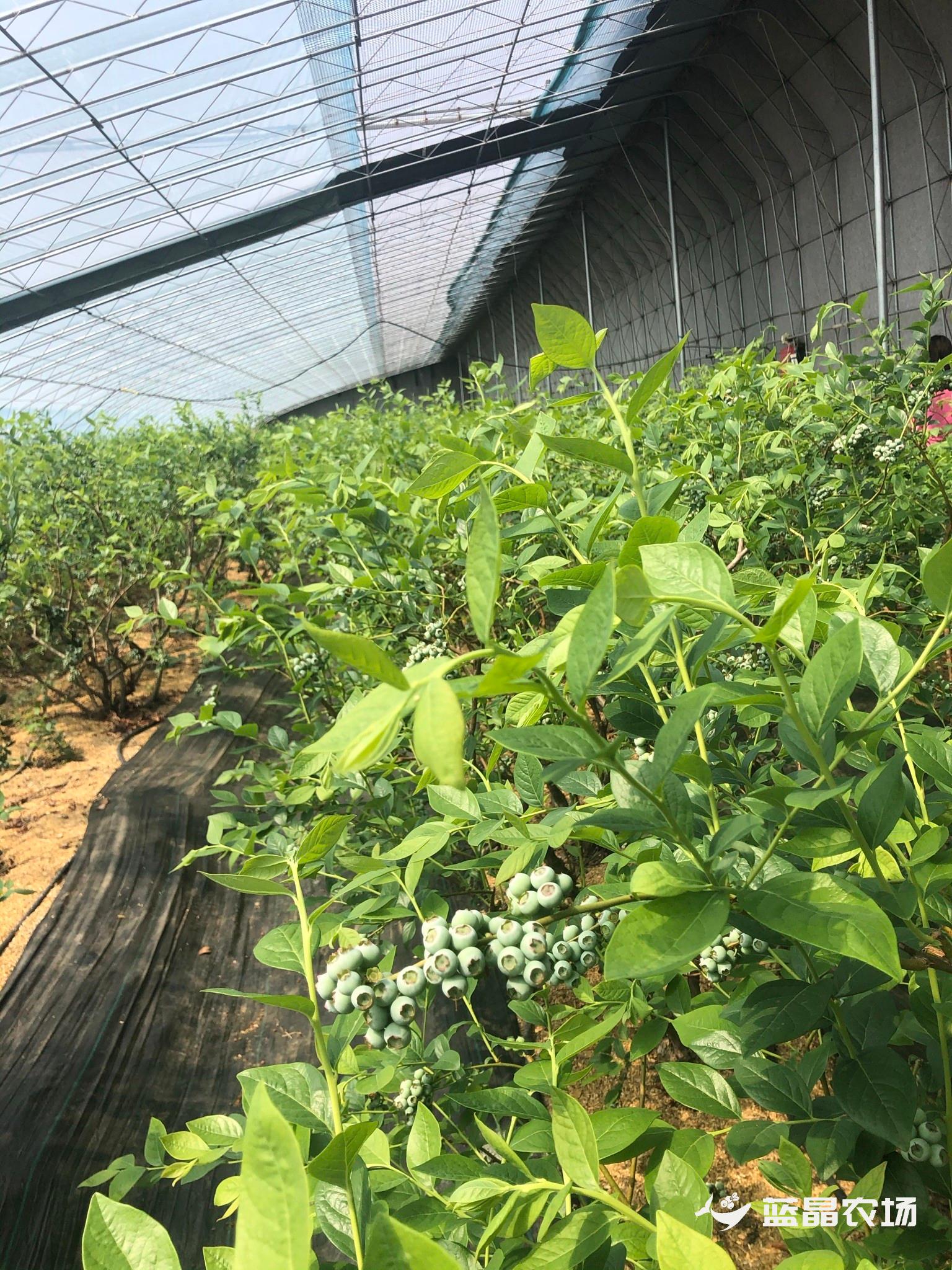 英国的棚、美国的种、以色列的滴灌，凉山会东“混血”蓝莓今年可实现产值2亿元 - 封面新闻