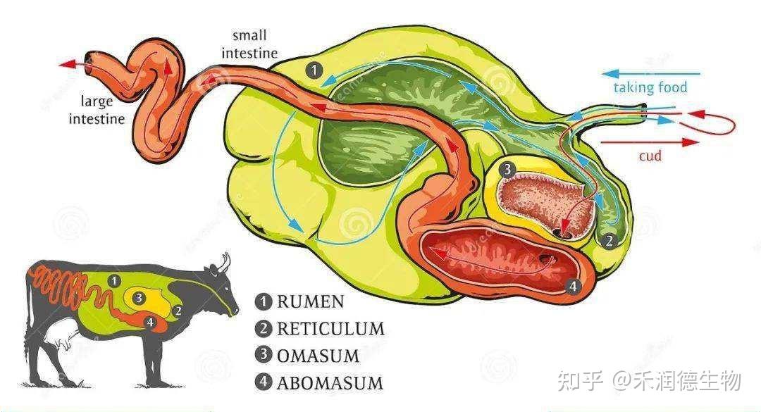 瘤胃特点图反刍动物瘤胃的结构图