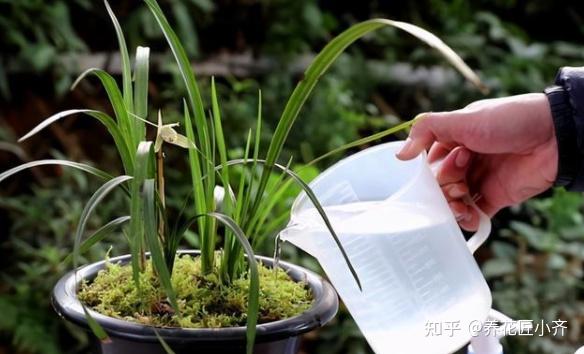 植物和人一样都要喝水5种错误的浇水方法会让植物死掉